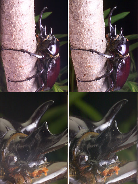 立体写真（もらったカブトムシ　1）