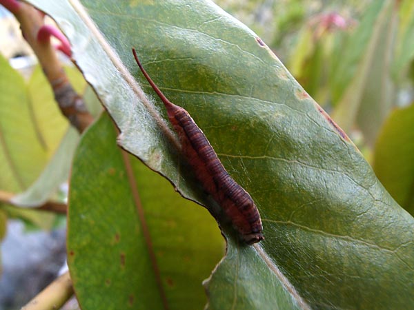 アカウラカギバ