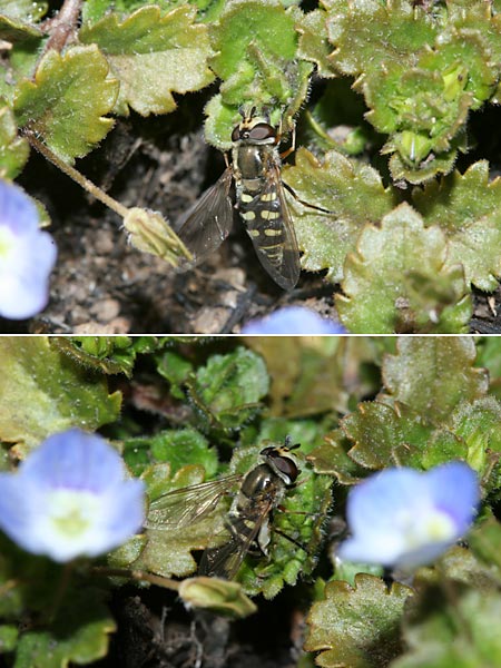 ヒラタアブの産卵