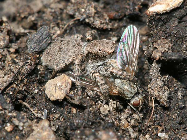 ハエをとらえたハエトリグモ