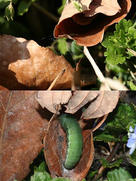 モンキチョウの前蛹