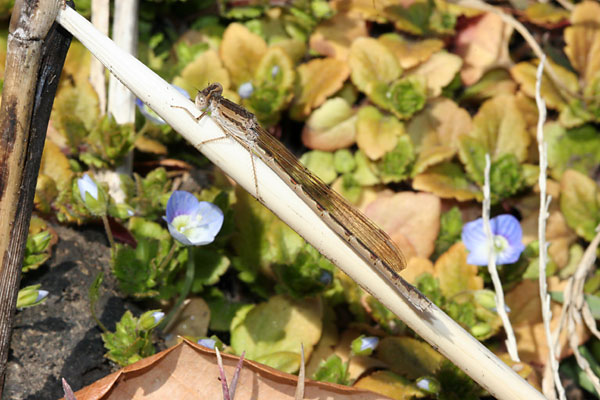 オツネントンボ