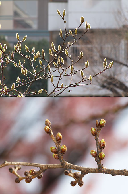 サクラの花芽