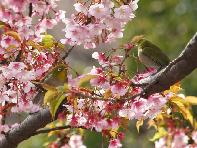 E-330で撮ったメジロ