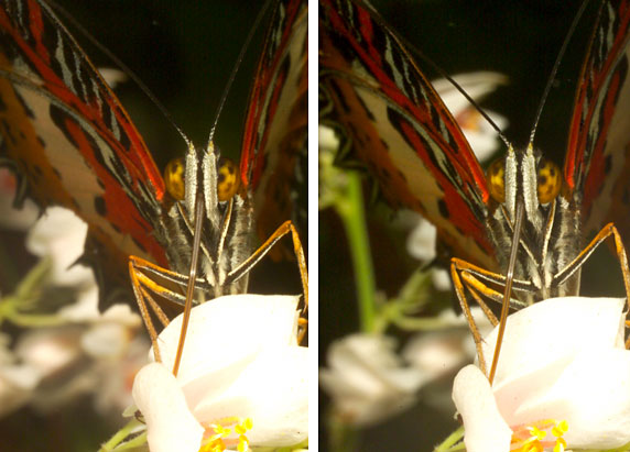 ハレギチョウ（立体写真）