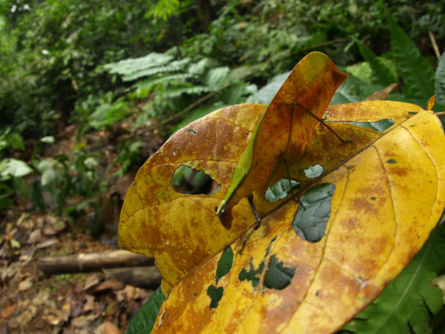 葉にそっくりな色のキリギリス