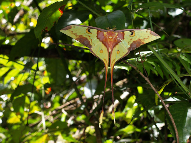 オナガヤママユ