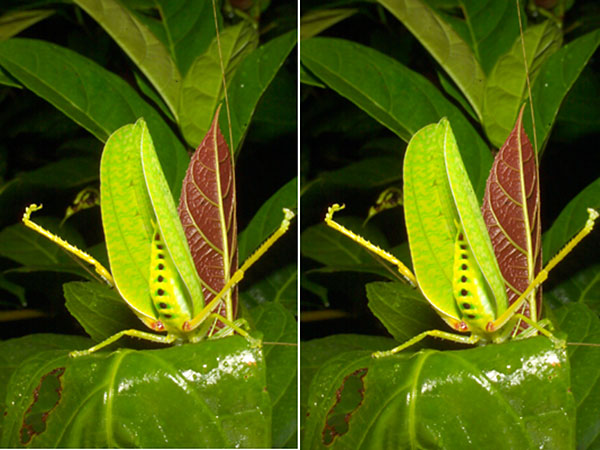 ヒラタツユムシの威嚇（立体写真）