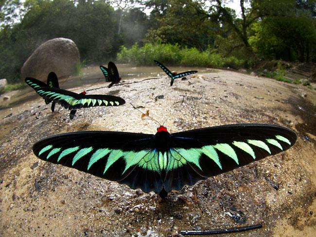 アカエリトリバネアゲハ