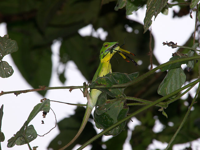 ナナフシを食べるトカゲ
