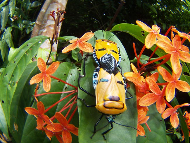 ジンメンカメムシ