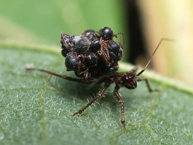 アリ専門食?のカメムシ