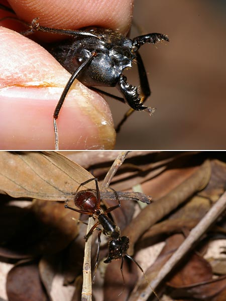 ジャイアントアント