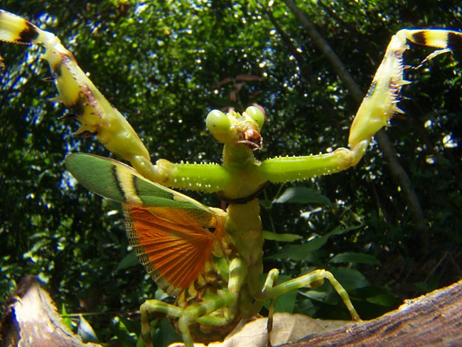 ヒョウモンカマキリ