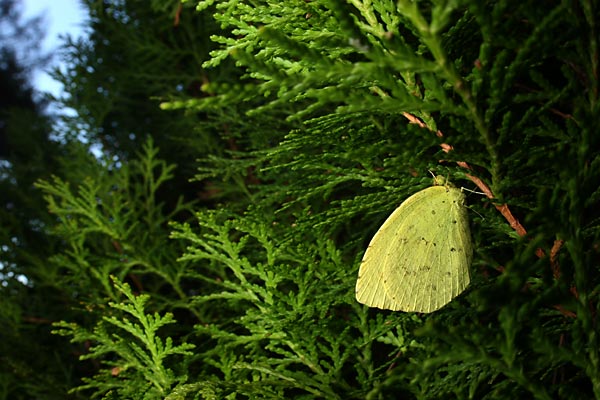 キチョウはまだ越冬中