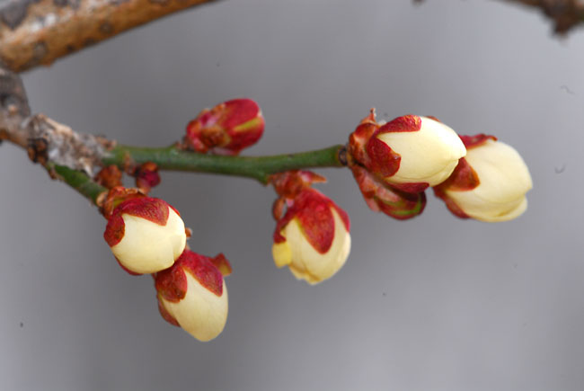ウメはまだ蕾