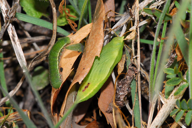 モンキチョウの幼虫とさなぎ