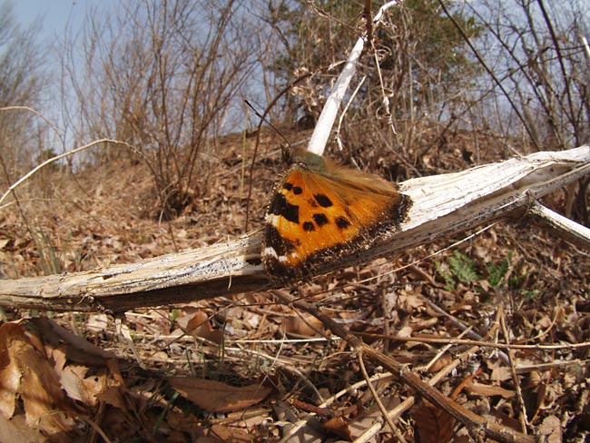 ヒオドシチョウ