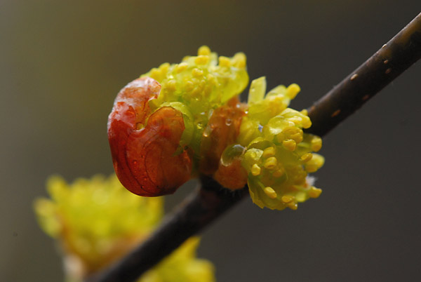 雨にぬれるダンコウバイ