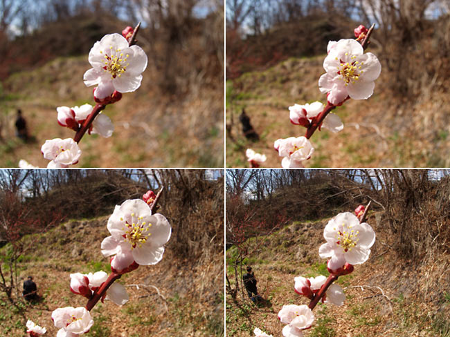 8mm魚眼のぼけ味