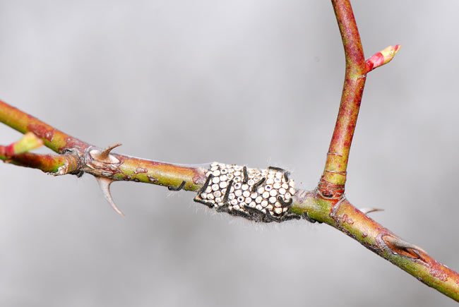オビカレハの孵化