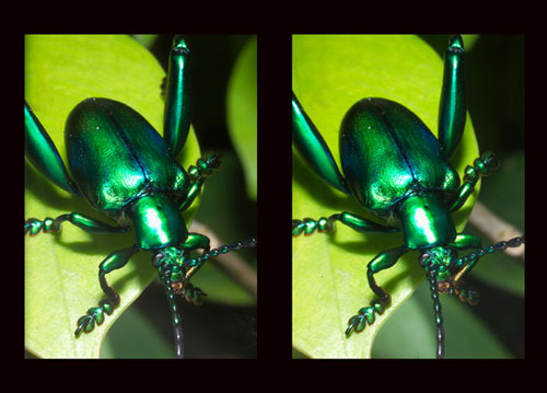 モモブトルリハムシ（立体写真）