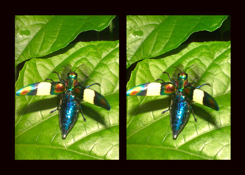 タマムシの仲間（立体写真）