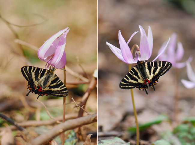 日向と日陰のギフチョウの色