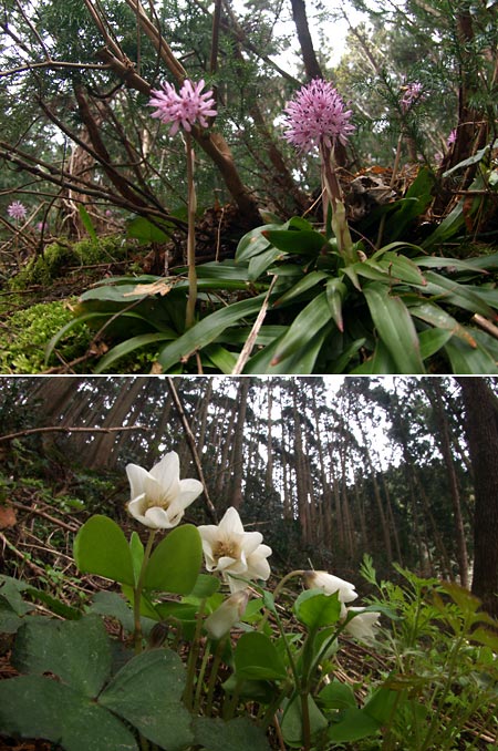 ショウジョウバカマとミヤマカタバミ