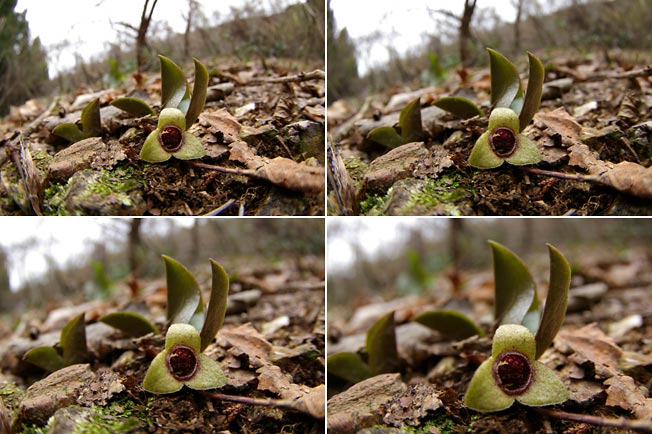 ギフチョウの食草カンアオイを魚眼ズームで撮影