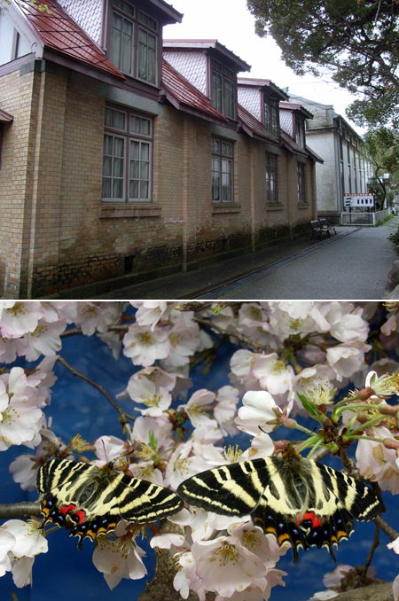 名和昆虫博物館とギフチョウ