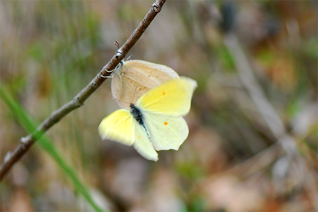 スジボソヤマキチョウの求愛