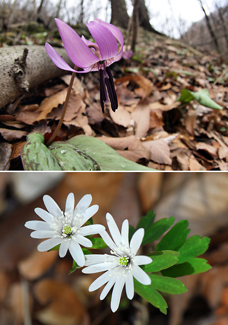 カタクリとアズマイチゲ