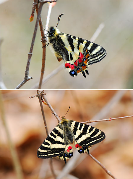 ヒメギフチョウ