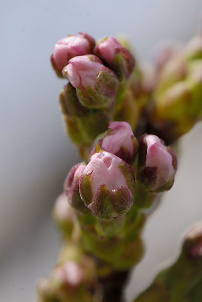 サクラのつぼみ