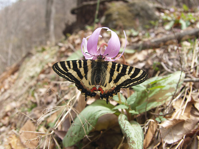 ヒメギフチョウ
