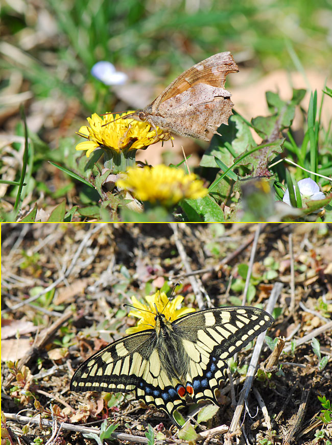 キアゲハとテングチョウ（タンポポ）