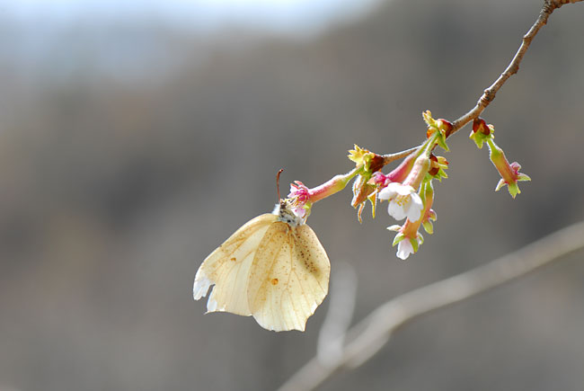 チョウジザクラに来たスジボソヤマキチョウ