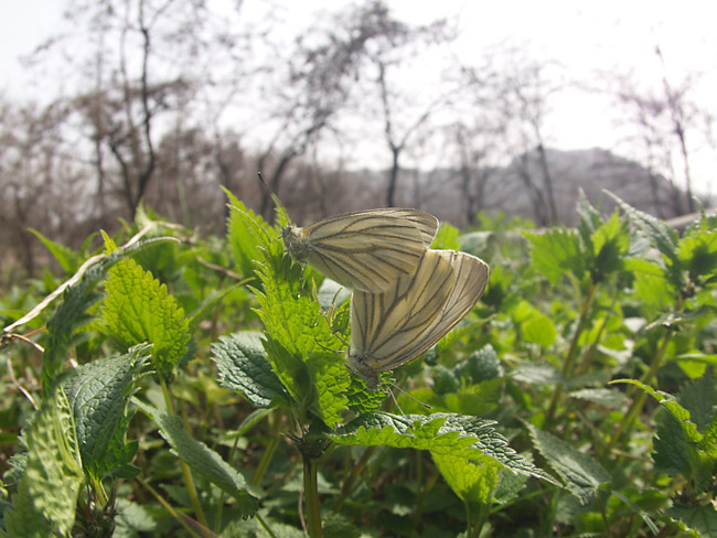 スジグロシロチョウの交尾