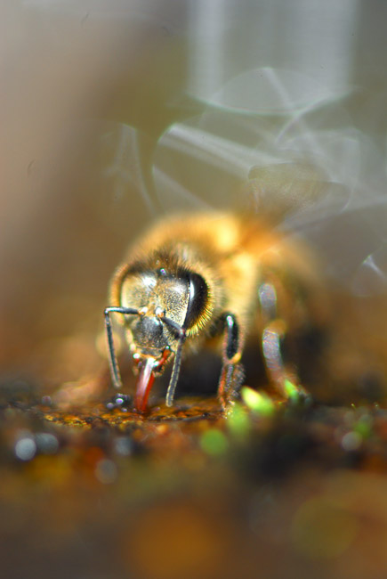 ミツバチの吸水