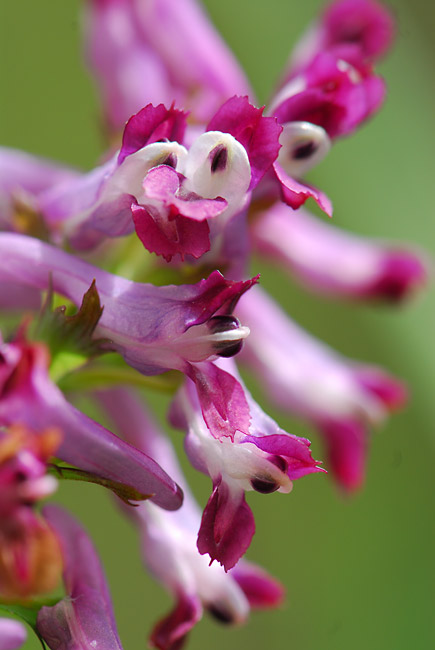 ムラサキケマン