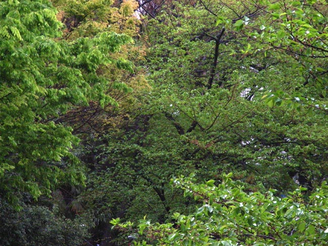 濃くなった東京の緑