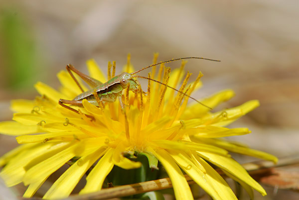 キリギリスの幼虫