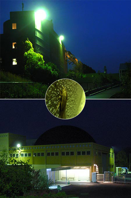 夜の夢虫館