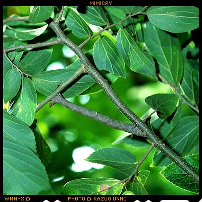 トビモンオオエダシャクの幼虫（日本）