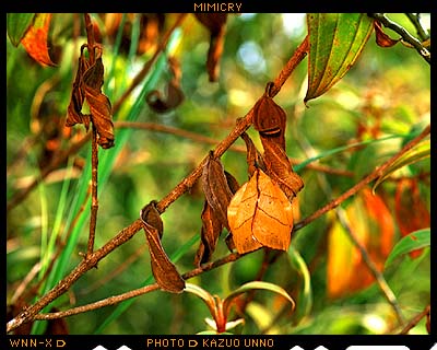 カレハガ（マレーシア）
