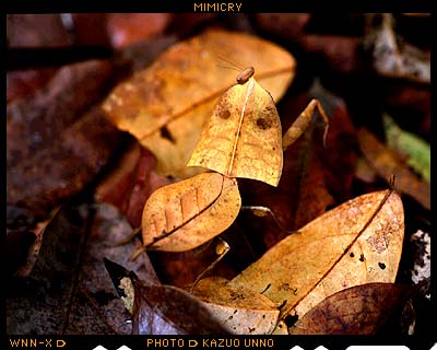 マルムネカレハカマキリ（マレーシア）