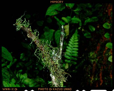 コケツユムシ（コスタリカ）