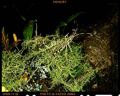 サルオガセギス（エクアドル）