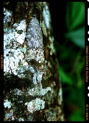 キノハダギス（マレーシア）